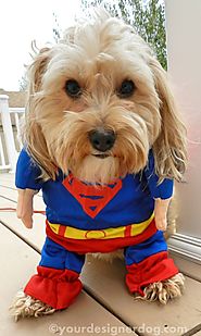 Superman - Halloween Costumes for Dogs - YourDesignerDog | Halloween Pets | Pinterest | Superman halloween costume, S...