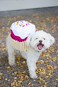 Pet Halloween Costume // Cupcake | Pinterest | Pup, Cake and Halloween costumes