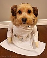 Princess Leia - Halloween Costumes for Dogs - YourDesignerDog | Halloween Pets | Pinterest | Princess leia and Hallow...