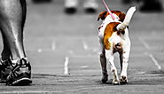 Never Never Let Your Dog Walk You! - TrainDog.info
