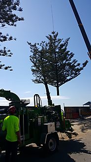 Palm Tree Removal And Maintenance Company- Treestylin