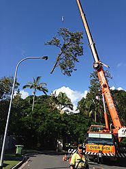 Expert Tree & Stump Removal on the Goal Coast - Treestylin