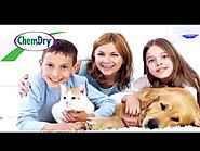 Johnson County Chem-Dry Pet Odor and Urine Removal in Tx