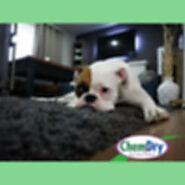 Carpet, Tile, Rug & Upholstery Cleaning with Guaranteed Odor Removal