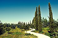 9 Easy Tips to Care for Your Italian Cypress Tree | Prunin