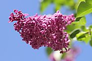 How to Plant and Care for Your Lilac Bushes | Prunin Arboriculture and Landscapes