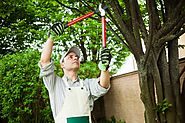 How You Can Prune Fruit Trees
