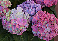 How to Change Hydrangea Color – In the Garden with Prunin