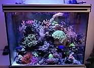 Professional Aquarium Movers in Toronto - Safe and Reliable Service