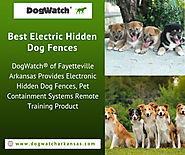 Best Electric Hidden Dog Fences