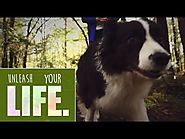 Dog Fence Wichita- The BigLeash Remote Trainer from DogWatch