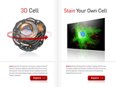 3D Cell Simulation and Stain Tool
