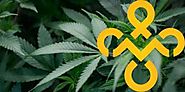 MJ Freeway - cannabis software for your cannabis business