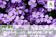 Plant ground covers below shaded areas.