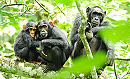 Best 16 Days Uganda and Tanzania Wildlife Safaris