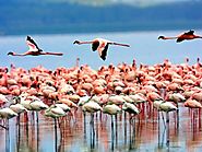 Are you looking for the best Tanzania tour operator?