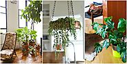 Best Indoor Plants | Luwasa