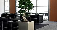 Brighten Your Office Environment With Indoor Office Plants Melbourne