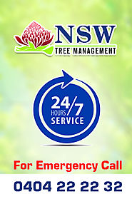 Hire Us for Tree Stump Removal- NSW Tree Management