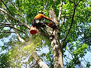 Professional Tree Stump Removal Services in Sydney