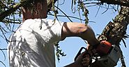 Tree Pruning In Brisbane Growing Beautiful & Healthy Trees ~ Information Mania - Source of Information