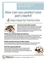 4 Easy Steps Protect your Pet’s Teeth - Pets Avenue