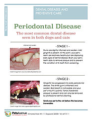Periodontal Disease - Pets Avenue