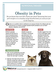 Obesity in Pets - Pets Avenue