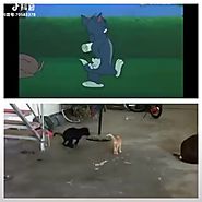 Tom (from Tom and Jerry cartoons) in his flesh. This cat is so funny. Watch the video