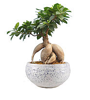 Grafted Ficus Bonsai Plant