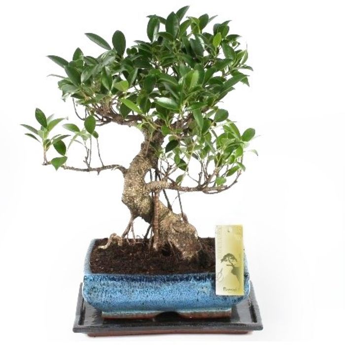10 Most demanded Bonsai Plant's In India A Listly List
