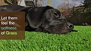 Artificial and Synthetic Grass for Dogs