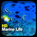 HD Marine Life