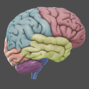 3D Brain, science