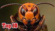 Top 10 MOST INVASIVE Species Caused By Man