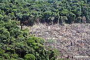 HOW CAN WE SAVE RAINFORESTS?    