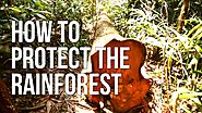 How to Protect the Rainforest