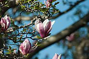 Magnolia Bark for Sleep: Experience Deeper Sleep With This Ancient Herb