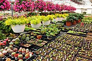 Types of Plants in Greenhills Nursery in The UK