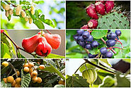 5 Awesome Fruit Trees to Plant in the Garden
