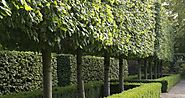 A Selection of Pleached and Espalier Trees
