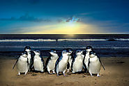 Phillip Island Penguin Tour - Yarra Tours