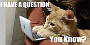If Your Pets Are On Quora, Dare You To Answer The Below? | PAWZ Road