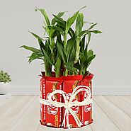 Buy or Order Kitkat With Two Layer Lucky Bamboo Online | Midnight Gifts Online - OyeGifts.com