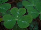St. Patrick's Day - Facts, Pictures, Meaning & Videos - History.com