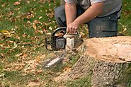 What you would like to understand regarding Stump Removal?