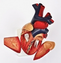 Anatomic Models, Educational Equipment and Stethoscopes