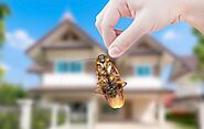 5 Tips for Picking a Termite Company