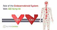 Role of the Endocannabinoid System With CBD Hemp Oil - Nutracanna