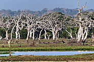 The Wilds of Yala